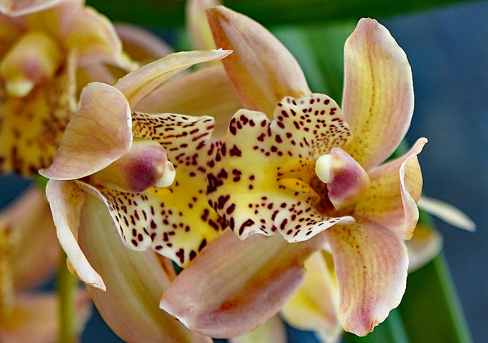 Two soft-colored Cymbidium flowers with purple markings